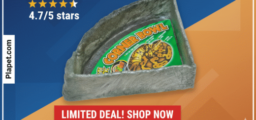 Zoo Med Reptile Rock Dish Review: End Spills for Good